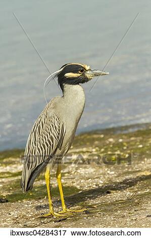 Krabbenreiher (Nycticorax violaceus), Ding Darling National Wildlife Refuge, Sanibel Island, Florida, USA, Nordamerika View Large Photo Image Stock Photo - Krabbenreiher (Nycticorax violaceus), Ding Darling National Wildlife Refuge, Sanibel Island, Florida, USA, Nordamerika. Fotosearch