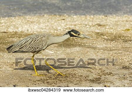 Krabbenreiher (Nycticorax violaceus), auf der Jagd, Ding Darling National Wildlife Refuge, Sanibel Island, Florida, USA, Nordamerika View Large Photo Image Stock Photo - Krabbenreiher (Nycticorax violaceus), auf der Jagd, Ding Darling National Wildlife Refuge, Sanibel Island, Florida, USA, Nordamerika. Fotosearch