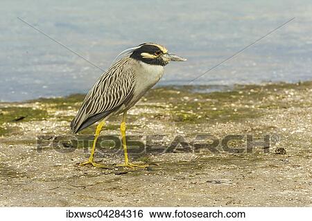 Krabbenreiher (Nycticorax violaceus), Ding Darling National Wildlife Refuge, Sanibel Island, Florida, USA, Nordamerika View Large Photo Image Stock Photograph - Krabbenreiher (Nycticorax violaceus), Ding Darling National Wildlife Refuge, Sanibel Island, Florida, USA, Nordamerika. Fotosearch