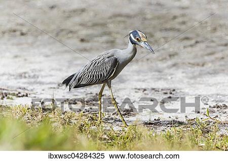 Krabbenreiher (Nycticorax violaceus), Ding Darling National Wildlife Refuge, Sanibel Island, Florida, USA, Nordamerika View Large Photo Image Stock Photography - Krabbenreiher (Nycticorax violaceus), Ding Darling National Wildlife Refuge, Sanibel Island, Florida, USA, Nordamerika. Fotosearch