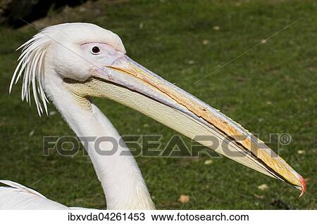 Krauskopfpelikan (Pelecanus crispus), Portrait, Deutschland, Europa View Large Photo Image Stock Image - Krauskopfpelikan (Pelecanus crispus), Portrait, Deutschland, Europa. Fotosearch