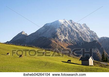Kuhe auf Weide, Almwiese, dahinter Watzmann, 2713m, Ramsau, Bayern, Deutschland, Europa View Large Photo Image Picture - Kuhe auf Weide, Almwiese, dahinter Watzmann, 2713m, Ramsau, Bayern, Deutschland, Europa. Fotosearch