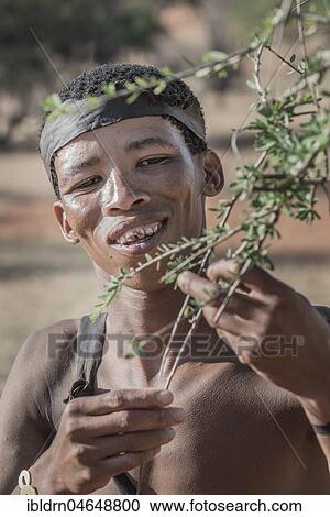 Kung Bushman, Portrait, Hardap Region, Namibia, Africa View Large Photo Image Stock Image - Kung Bushman, Portrait, Hardap Region, Namibia, Africa. Fotosearch