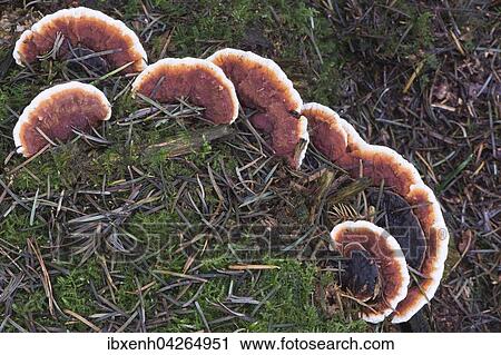 Kupferroter Lackporling (Ganoderma pfeifferi), Emsland, Niedersachsen, Deutschland, Europa View Large Photo Image Stock Image - Kupferroter Lackporling (Ganoderma pfeifferi), Emsland, Niedersachsen, Deutschland, Europa. Fotosearch