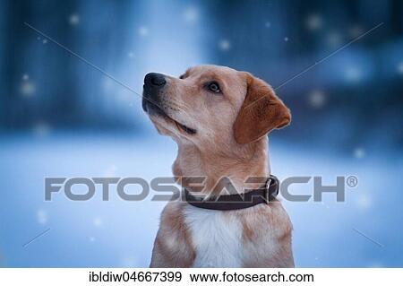Labrador Mongrel, animal portrait with snowflakes in winter, Germany, Europe View Large Photo Image Stock Photo - Labrador Mongrel, animal portrait with snowflakes in winter, Germany, Europe. Fotosearch