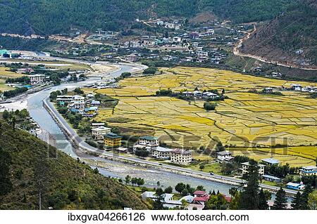 Landschaft mit Siedlungen, gelbe Reisfelder, Paro-Tal bei Paro, Bhutan, Asien View Large Photo Image Stock Photograph - Landschaft mit Siedlungen, gelbe Reisfelder, Paro-Tal bei Paro, Bhutan, Asien. Fotosearch