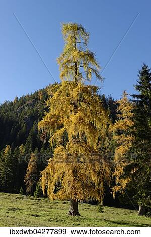 Stock Photo - Larche (Larix) im Herbst, Gerntal bei Pertisau, Achensee, Naturpark Karwendel, Tirol, Osterreich, Europa. Fotosearch