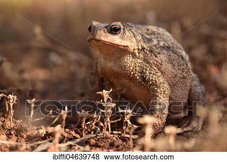 Large female of common toad (Bufo bufo spinosus), Tavira, Algarve, Portugal, Europe View Large Photo Image Stock Photo - Large female of common toad (Bufo bufo spinosus), Tavira, Algarve, Portugal, Europe. Fotosearch