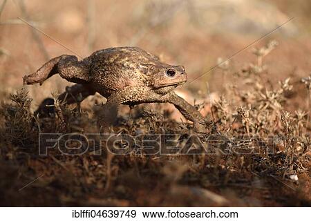 Large female of common toad (Bufo bufo spinosus), Tavira, Algarve, Portugal, Europe View Large Photo Image Stock Photo - Large female of common toad (Bufo bufo spinosus), Tavira, Algarve, Portugal, Europe. Fotosearch