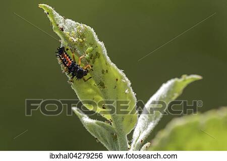 Larve eines Marienkafers (Coccinellidae) frisst Blattlause (Aphidoidea), Deutschland, Europa View Large Photo Image Stock Photograph - Larve eines Marienkafers (Coccinellidae) frisst Blattlause (Aphidoidea), Deutschland, Europa. Fotosearch