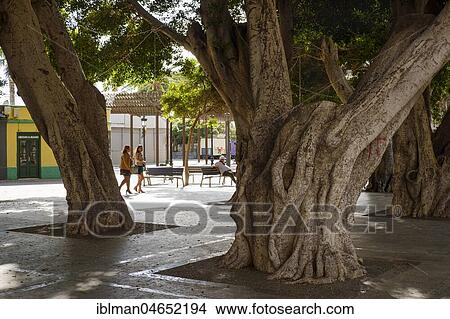 Laurel trees, Plaza de la Constitucion, San Sebastian de la Gomera, La Gomera, Canary Islands, Spain, Europe View Large Photo Image Picture - Laurel trees, Plaza de la Constitucion, San Sebastian de la Gomera, La Gomera, Canary Islands, Spain, Europe. Fotosearch