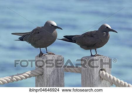 Picture - Lava gulls (Larus fuliginousus), sitting on handrail, Moorea, French Polynesia, Oceania. Fotosearch