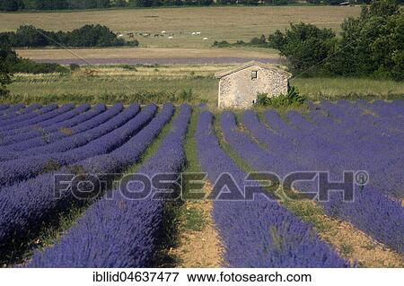 Lavender field with old stone house, Plateau de Valensole, Département Alpes-de-Haute-Provence, France, Europe View Large Photo Image Stock Photo - Lavender field with old stone house, Plateau de Valensole, Département Alpes-de-Haute-Provence, France, Europe. Fotosearch