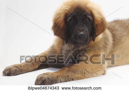 Stock Image - Leonberger, puppy, 5 months, lying, white background. Fotosearch