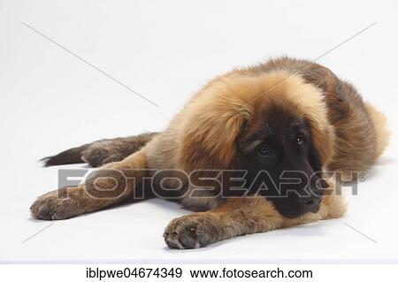 Stock Photo - Leonberger, puppy, 5 months, lying, white background. Fotosearch