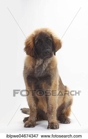 Stock Photo - Leonberger, puppy, 5 months, sitting, white background. Fotosearch