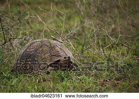 Stock Image - Leopard tortoise (Stigmochelys pardalis) walking in grass, Addo Elephant National Park, South Africa, Africa. Fotosearch
