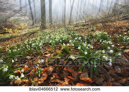 Stock Image - Light-flooded forest with Spring snowflakes (Leucojum vernum), Ziegelrodaer Forst, Saxony-Anhalt, Germany, Europe. Fotosearch