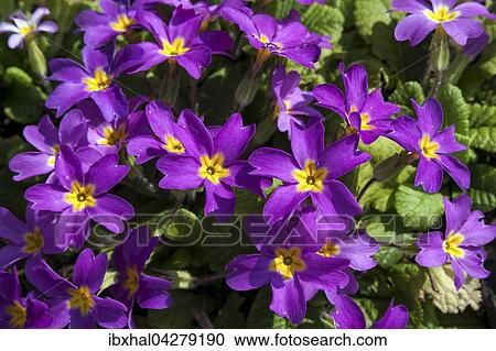 Lila Primel (Primula sp. ), Deutschland, Europa View Large Photo Image Stock Image - Lila Primel (Primula sp. ), Deutschland, Europa. Fotosearch