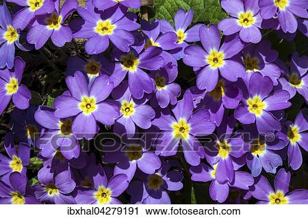 Lila Primel (Primula sp. ), Deutschland, Europa View Large Photo Image Stock Image - Lila Primel (Primula sp. ), Deutschland, Europa. Fotosearch