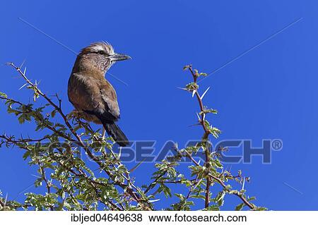 Lilac-breasted roller (Coracias caudatus), adult, sitting on the top of a tree, Kgalagadi Transfrontier Park, Northern Cape, South Africa, Africa View Large Photo Image Stock Photo - Lilac-breasted roller (Coracias caudatus), adult, sitting on the top of a tree, Kgalagadi Transfrontier Park, Northern Cape, South Africa, Africa. Fotosearch