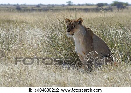 Lioness (Panthera leo) sitting in the tall grass, alert, Etosha National Park, Namibia, Africa View Large Photo Image Stock Image - Lioness (Panthera leo) sitting in the tall grass, alert, Etosha National Park, Namibia, Africa. Fotosearch