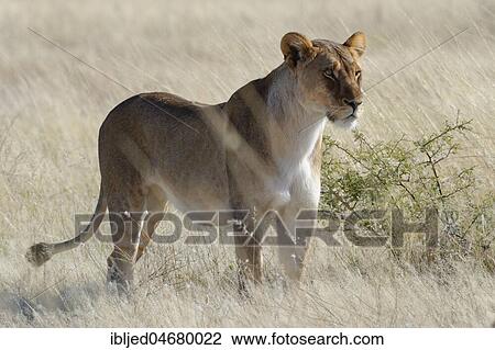 Lioness (Panthera leo) standing in dry grass, alert, watching out, Etosha National Park, Namibia, Africa View Large Photo Image Stock Image - Lioness (Panthera leo) standing in dry grass, alert, watching out, Etosha National Park, Namibia, Africa. Fotosearch