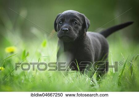 Little black Labrador puppy walking curiously through the grass, Germany, Europe View Large Photo Image Stock Image - Little black Labrador puppy walking curiously through the grass, Germany, Europe. Fotosearch