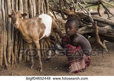 Stock Photo - Little boy milking goat, Hamer tribe, Turmi, region of the southern nations, Ethiopia, Africa. Fotosearch