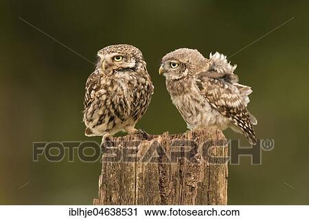 Little owl (Athene noctua), adult bird mit young animal, Rhineland-Palatinate, Germany, Europe View Large Photo Image Stock Image - Little owl (Athene noctua), adult bird mit young animal, Rhineland-Palatinate, Germany, Europe. Fotosearch