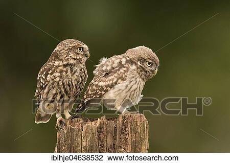 Little owl (Athene noctua), adult bird mit young animal, Rhineland-Palatinate, Germany, Europe View Large Photo Image Stock Image - Little owl (Athene noctua), adult bird mit young animal, Rhineland-Palatinate, Germany, Europe. Fotosearch