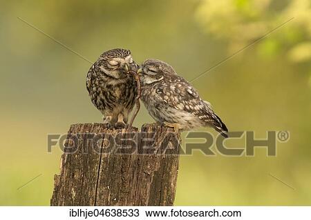 Stock Image - Little owl (Athene noctua), adult bird with young animal, feeding, earthworm as prey, Rhineland-Palatinate, Germany, Europe. Fotosearch