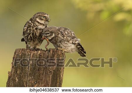 Stock Photo - Little owl (Athene noctua), adult bird with young animal, feeding, earthworm as prey, Rhineland-Palatinate, Germany, Europe. Fotosearch