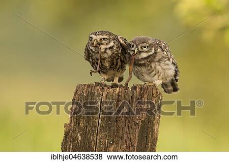 Stock Photo - Little owl (Athene noctua), adult bird with young animal, feeding, earthworm as prey, Rhineland-Palatinate, Germany, Europe. Fotosearch