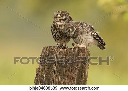 Little owl (Athene noctua), adult bird with young animal, feeding, earthworm as prey, Rhineland-Palatinate, Germany, Europe View Large Photo Image Stock Photo - Little owl (Athene noctua), adult bird with young animal, feeding, earthworm as prey, Rhineland-Palatinate, Germany, Europe. Fotosearch