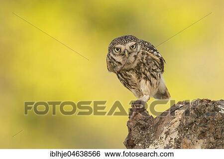 Stock Photograph - Little owl (Athene noctua), direct look, with earthworm as prey, Rhineland-Palatinate, Germany, Europe. Fotosearch