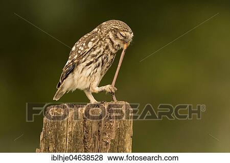 Little owl (Athene noctua), feeding, earthworm as prey, Rhineland-Palatinate, Germany, Europe View Large Photo Image Stock Photo - Little owl (Athene noctua), feeding, earthworm as prey, Rhineland-Palatinate, Germany, Europe. Fotosearch