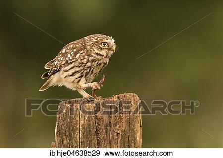 Little owl (Athene noctua), feeding, earthworm as prey, Rhineland-Palatinate, Germany, Europe View Large Photo Image Stock Photo - Little owl (Athene noctua), feeding, earthworm as prey, Rhineland-Palatinate, Germany, Europe. Fotosearch