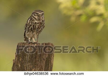 Little owl (Athene noctua), feeding, earthworm as prey, Rhineland-Palatinate, Germany, Europe View Large Photo Image Stock Photograph - Little owl (Athene noctua), feeding, earthworm as prey, Rhineland-Palatinate, Germany, Europe. Fotosearch