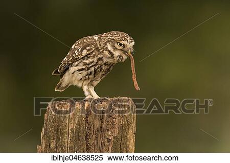 Little owl (Athene noctua), feeding, earthworm as prey, Rhineland-Palatinate, Germany, Europe View Large Photo Image Stock Photography - Little owl (Athene noctua), feeding, earthworm as prey, Rhineland-Palatinate, Germany, Europe. Fotosearch