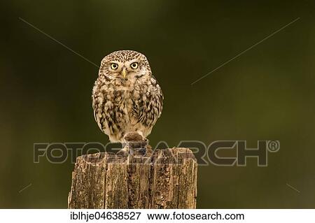 Stock Photo - Little owl (Athene noctua), mouse as prey, Rhineland-Palatinate, Germany, Europe. Fotosearch