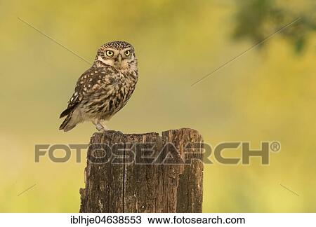 Stock Image - Little owl (Athene noctua) on tree trunk with direct look, Rhineland-Palatinate, Germany, Europe. Fotosearch