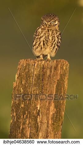 Stock Image - Little owl (Athene noctua) on tree trunk, Rhineland-Palatinate, Germany, Europe. Fotosearch