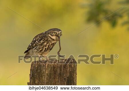 Little owl (Athene noctua) on tree trunk with earthworm as prey, Rhineland-Palatinate, Germany, Europe View Large Photo Image Stock Photo - Little owl (Athene noctua) on tree trunk with earthworm as prey, Rhineland-Palatinate, Germany, Europe. Fotosearch