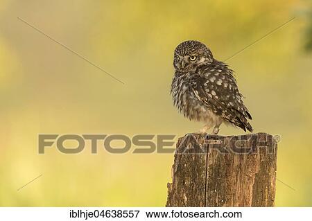 Little owl (Athene noctua) on tree trunk, Rhineland-Palatinate, Germany, Europe View Large Photo Image Stock Photo - Little owl (Athene noctua) on tree trunk, Rhineland-Palatinate, Germany, Europe. Fotosearch