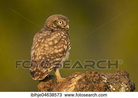 Stock Image - Little owl (Athene noctua), rear view, Rhineland-Palatinate, Germany, Europe. Fotosearch