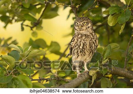 Little owl (Athene noctua) sits in a tree, Rhineland-Palatinate, Germany, Europe View Large Photo Image Picture - Little owl (Athene noctua) sits in a tree, Rhineland-Palatinate, Germany, Europe. Fotosearch