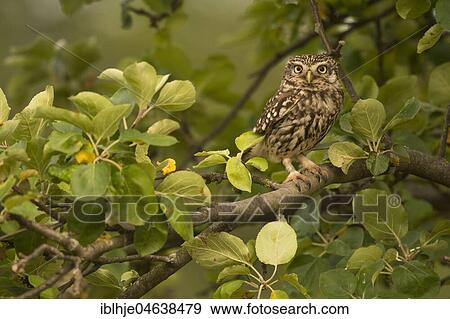 Stock Photo - Little owl (Athene noctua) sits in a tree, direct look, Rhineland-Palatinate, Germany, Europe. Fotosearch