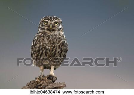Picture - Little owl (Athene noctua) sits on tree stump, direct look, Rhineland-Palatinate, Germany, Europe. Fotosearch