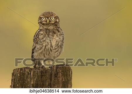 Little owl (Athene noctua) sits on tree stump, direct look, Rhineland-Palatinate, Germany, Europe View Large Photo Image Picture - Little owl (Athene noctua) sits on tree stump, direct look, Rhineland-Palatinate, Germany, Europe. Fotosearch